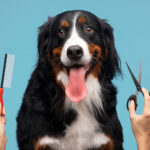 Habilitar una Guardería Canina con Peluquería y Servicios para Mascotas en CABA