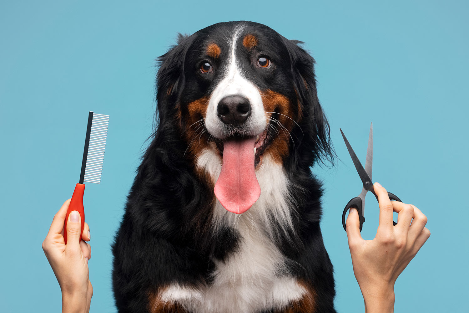 Habilitar-una-Guarderia-Canina-con-Peluqueria-y-Servicios-para-Mascotas-en-CABA